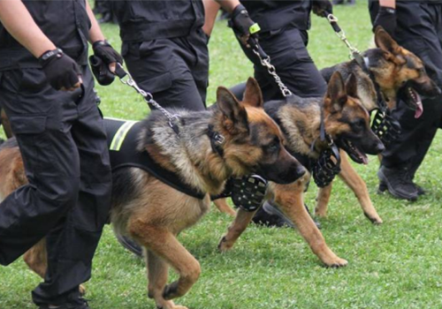 浙江高端随身警犬护卫